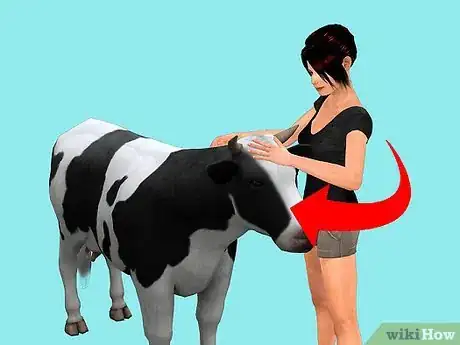 Image titled Train a Cow to be Ridden Step 2