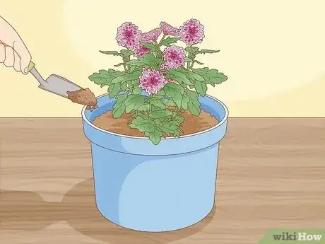 Image titled Plant Mums Step 13