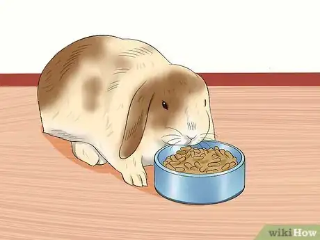 Image titled Care for Holland Lop Rabbits Step 13