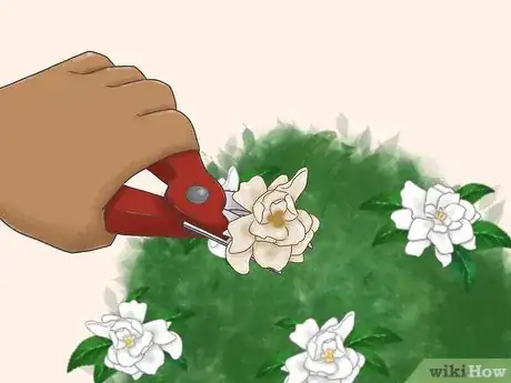 Image titled Care for a Gardenia Step 11