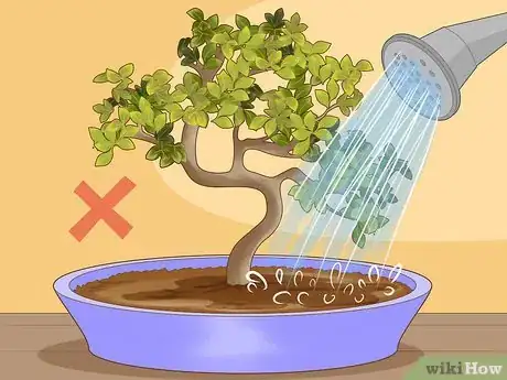 Image titled Revive a Bonsai Tree Step 1