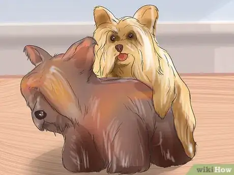 Image titled Breed Yorkies Step 11