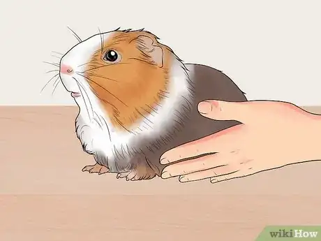 Image titled Get Your Guinea Pig to Lose Weight Step 2