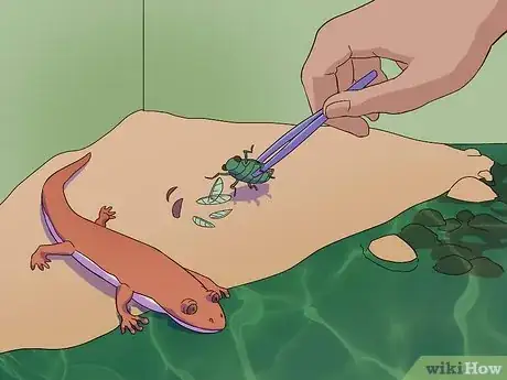 Image titled Feed a Salamander Step 11