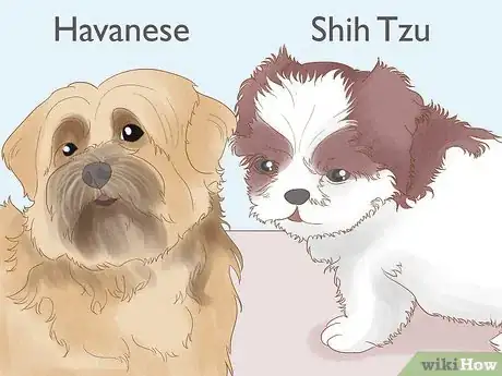 Image titled Identify a Shih Tzu Step 15