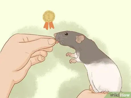 Image titled Train Your Rat to Do Tricks Step 5