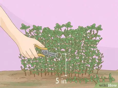 Image titled Harvest Thyme Step 4