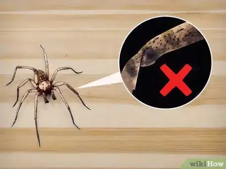Image titled Identify a Hobo Spider Step 4