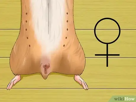 Image titled Know when Your Hamster Is Pregnant Step 1