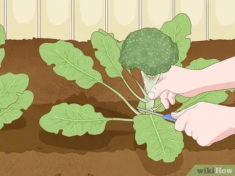 Image titled Grow Broccoli Step 17