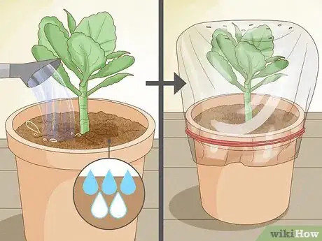 Image titled Grow Kalanchoe Step 5