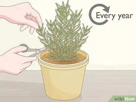 Image titled Grow Rosemary Indoors Step 17