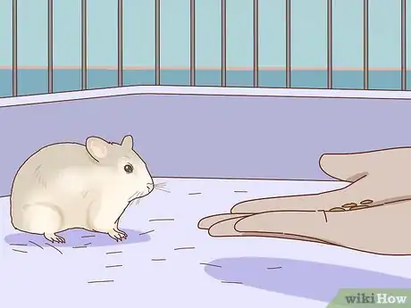 Image titled Train Your Hamster to Come when You Call Step 3