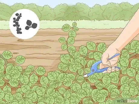 Image titled Eat Kudzu Step 13