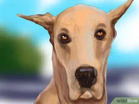 Image titled Identify a Great Dane Step 7