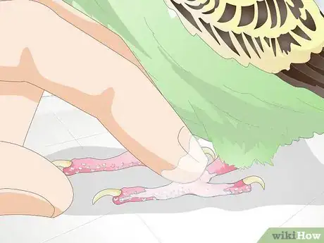 Image titled Get Rid of Mites on Budgies Step 8