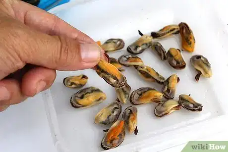 Image titled Store Mussels Step 12