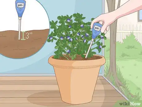 Image titled Grow Blueberries in a Pot Step 13