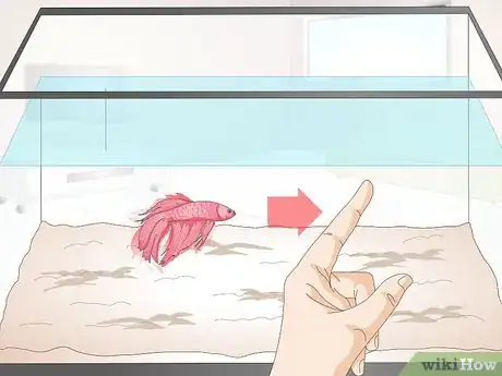 Image titled Train Your Betta Fish Step 6