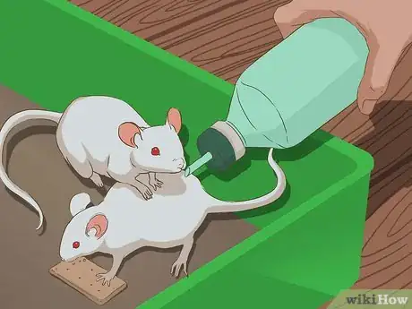 Image titled Breed Mice Step 12
