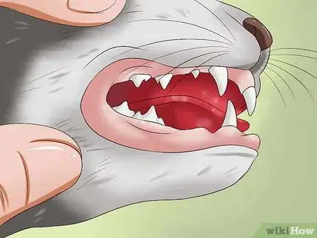 Image titled Clean a Cat's Teeth Step 11