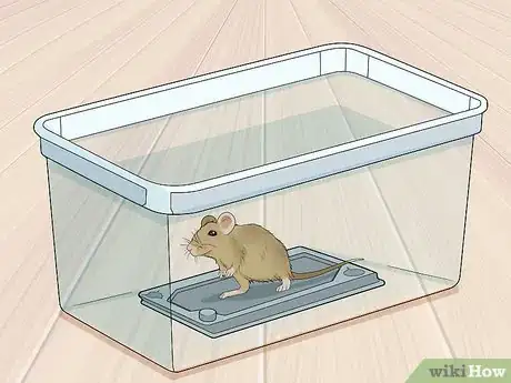Image titled Remove a Live Mouse from a Sticky Trap Step 2