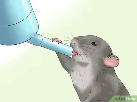 Image titled Feed a Pet Rat Step 11