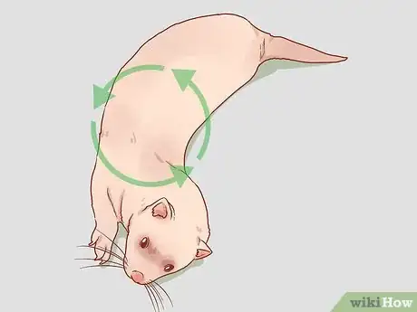 Image titled Train Your Ferrets to Do Tricks Step 19
