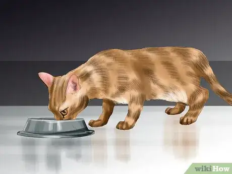 Image titled Encourage Your Cat to Eat Step 1