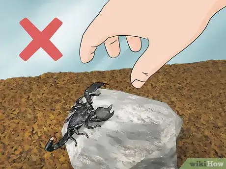 Image titled Care for Emperor Scorpions Step 11