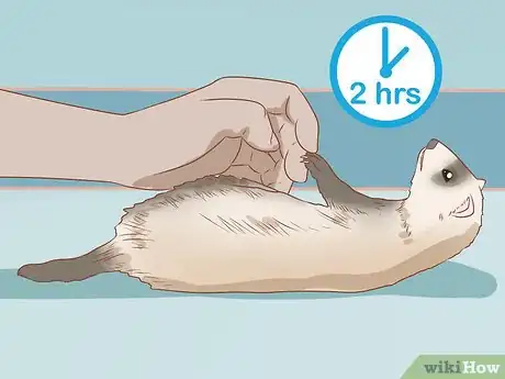 Image titled Make Your Ferret Happy Step 9