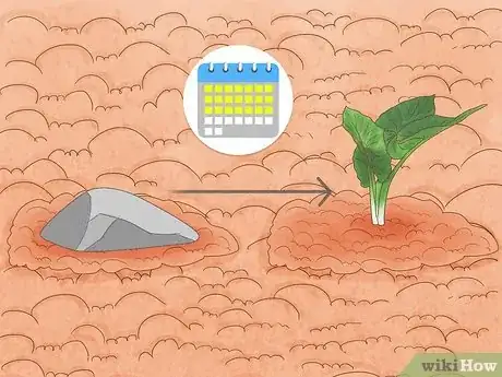 Image titled Grow Elephant Ear Plants Step 10