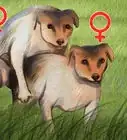 Tell if a Dog Is a Girl or Boy