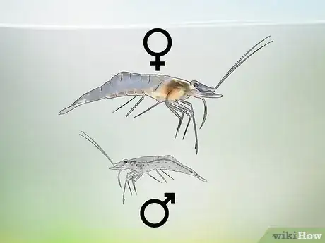 Image titled Breed Ghost Shrimp Step 14