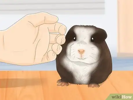 Image titled Make Your Guinea Pig Less Shy Step 7