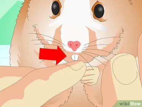 Image titled Know if Your Hamster Is Healthy Step 5