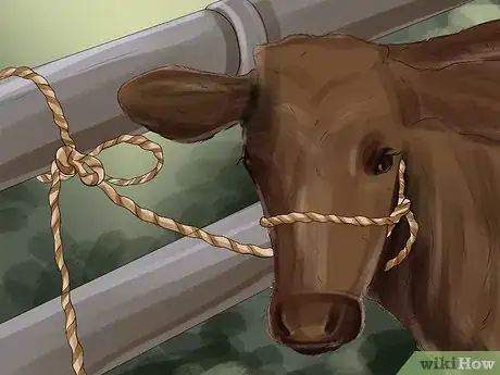 Image titled Clean a Cow Step 1