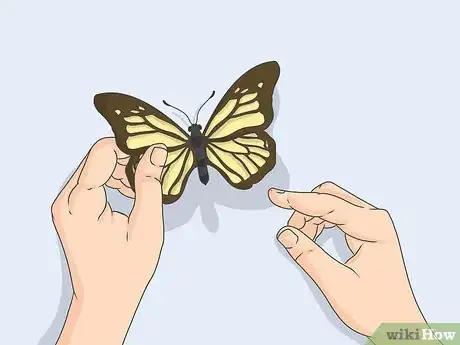 Image titled Prepare Insects for Pinning Step 16