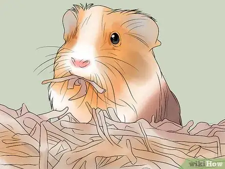 Image titled Get Your Guinea Pig to Lose Weight Step 6