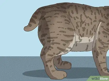 Image titled Tell if Your Cat Is Mixed with Bobcat Step 4