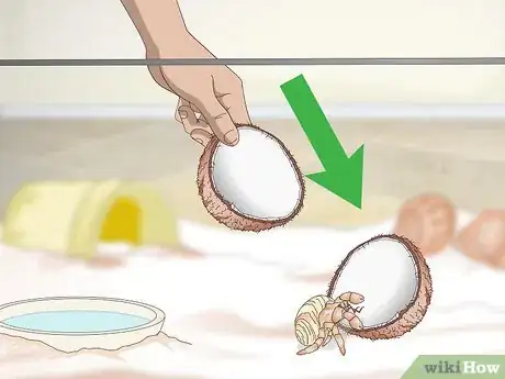 Image titled Decorate Your Hermit Crab's Tank Step 8