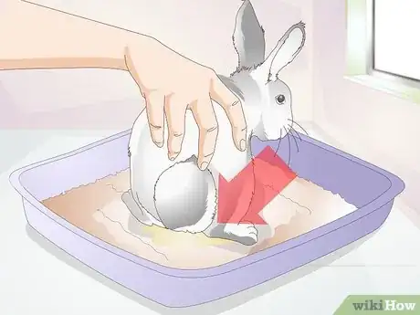 Image titled Keep a Rabbit Clean Step 14