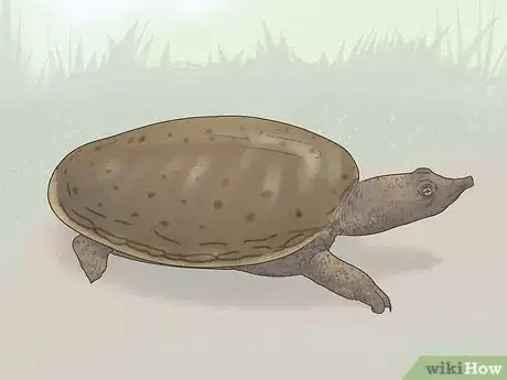 Image titled Identify Turtles Step 6