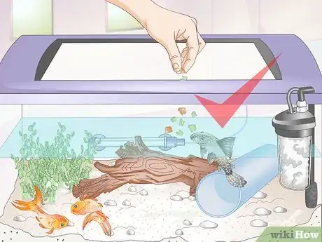 Image titled Introduce a Pleco to a Goldfish Tank Step 13