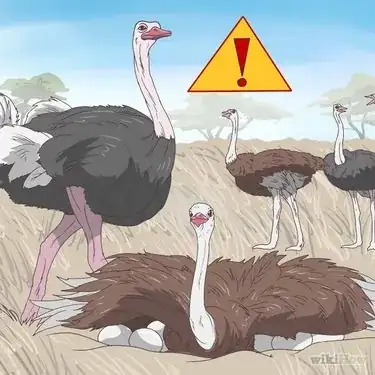 Survive an Encounter with an Ostrich