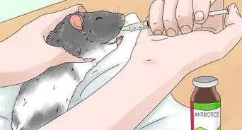 Spot and Treat Ear Infections in Rats