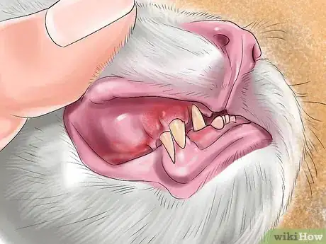 Image titled Diagnose Feline Stomatitis Step 3