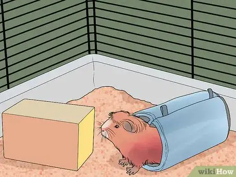 Image titled Get Your Guinea Pig to Lose Weight Step 12
