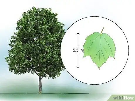 Image titled Identify Common Species of Maple Trees Step 24