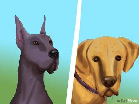 Image titled Identify a Great Dane Step 8
